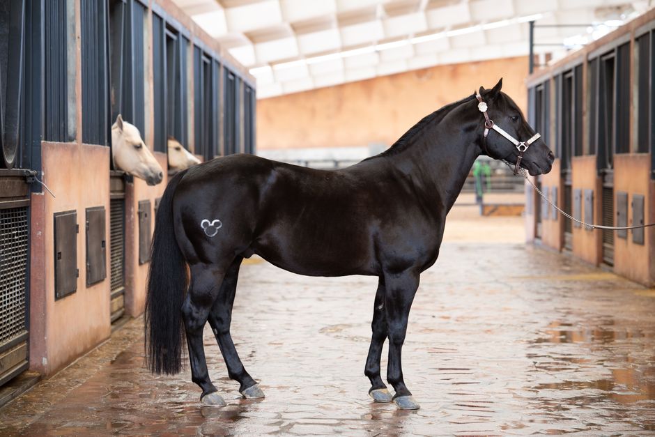 A stunning black horse standing in a well-maintained indoor stable, showcasing elegance.
