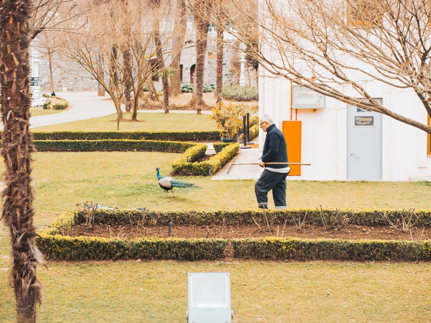 An elderly man rakes leaves near a peacock in a landscaped park during the day.