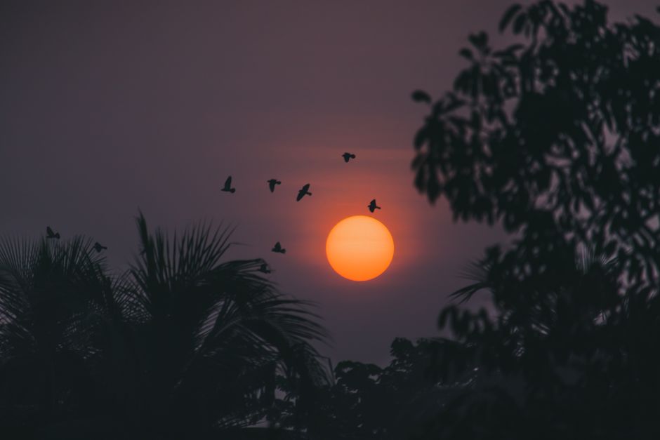 Silhouettes of birds flying at sunset with orange sun in Contai, India.