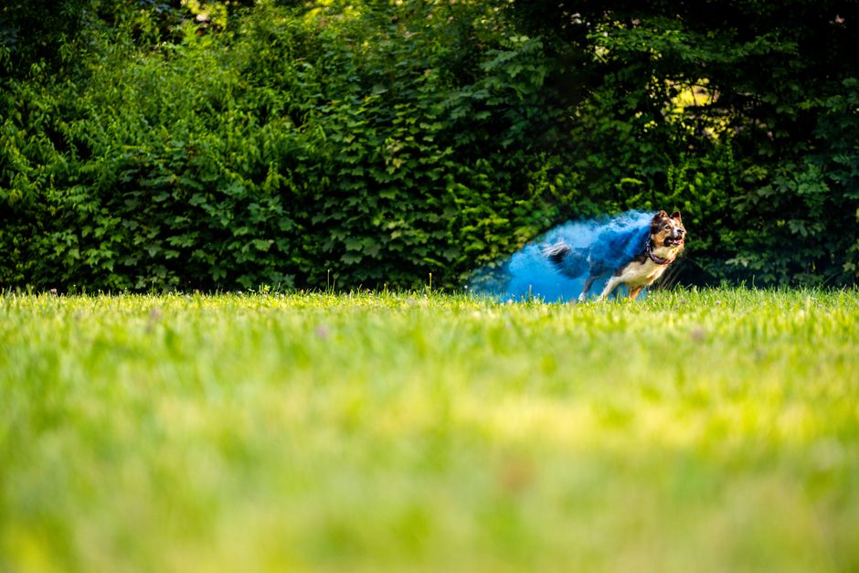 A playful dog runs across a sunlit park, kicking up color powder in an energetic display.