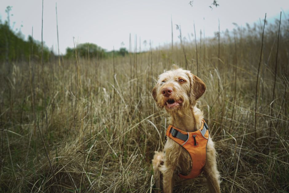 A cheerful dog sitting in a grassy field wearing an orange harness, exuding joy.