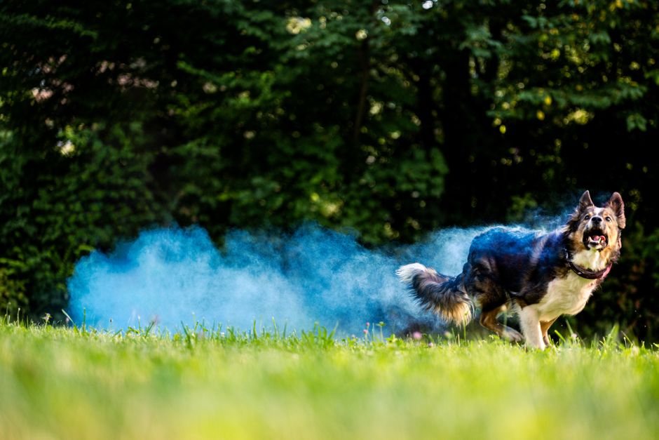 A lively dog in a park with blue smoke trailing behind, surrounded by vibrant greenery.