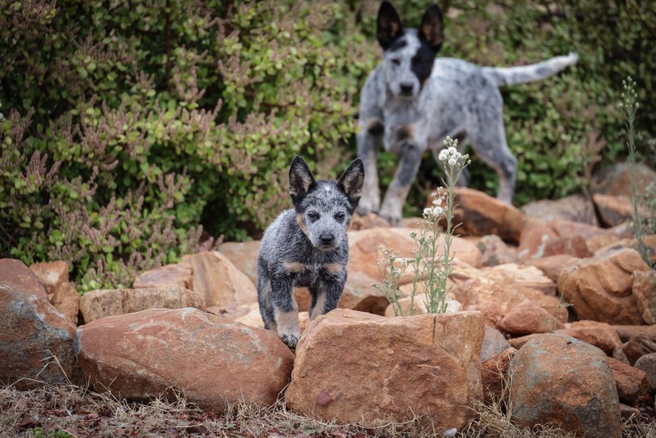 High-Energy Dog In A Small Apartment: 5 High-Energy Dog Apartment Mistakes to Avoid