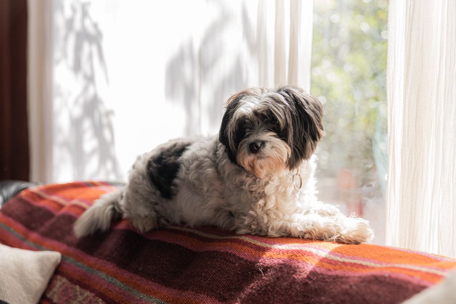 A cozy Shih Tzu dog lying on a colorful blanket by a sunny window indoors.