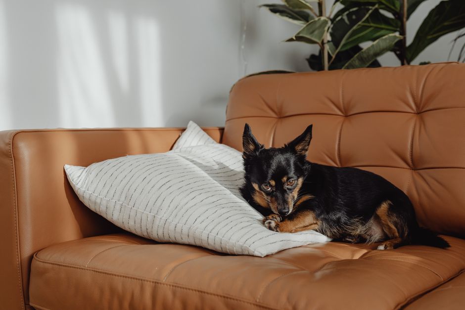 Cute Chihuahua lying on a leather sofa with a pillow, cozy home setting.