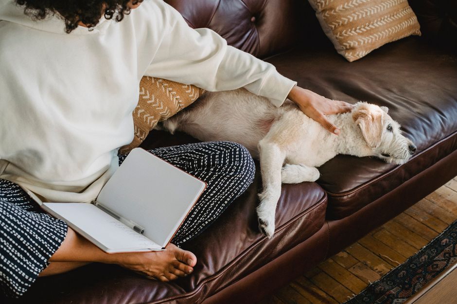 From above of crop anonymous ethnic female student with curly hair caressing loyal cute dog lying on comfortable leather couch while reading notes