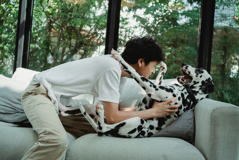 A joyful moment of a man playing with a Dalmatian dog on a sofa indoors.