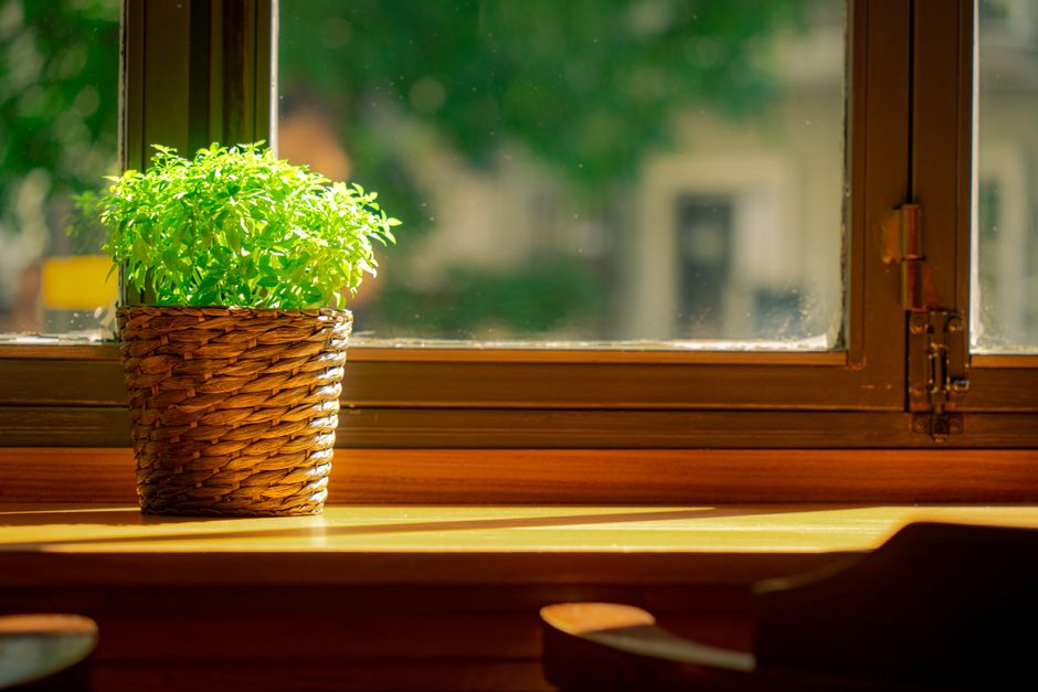 A lush green potted plant bathes in sunlight on a wooden windowsill.