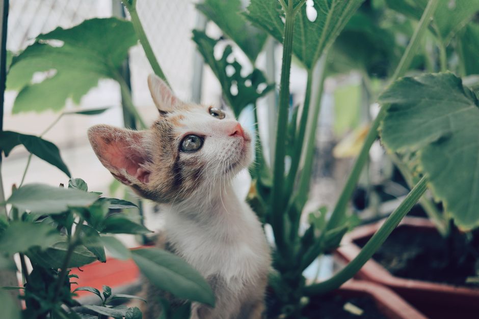 Kitten-Proof Your Home: Pet-Proof Your Home for a New Kitten: Safety Checklist