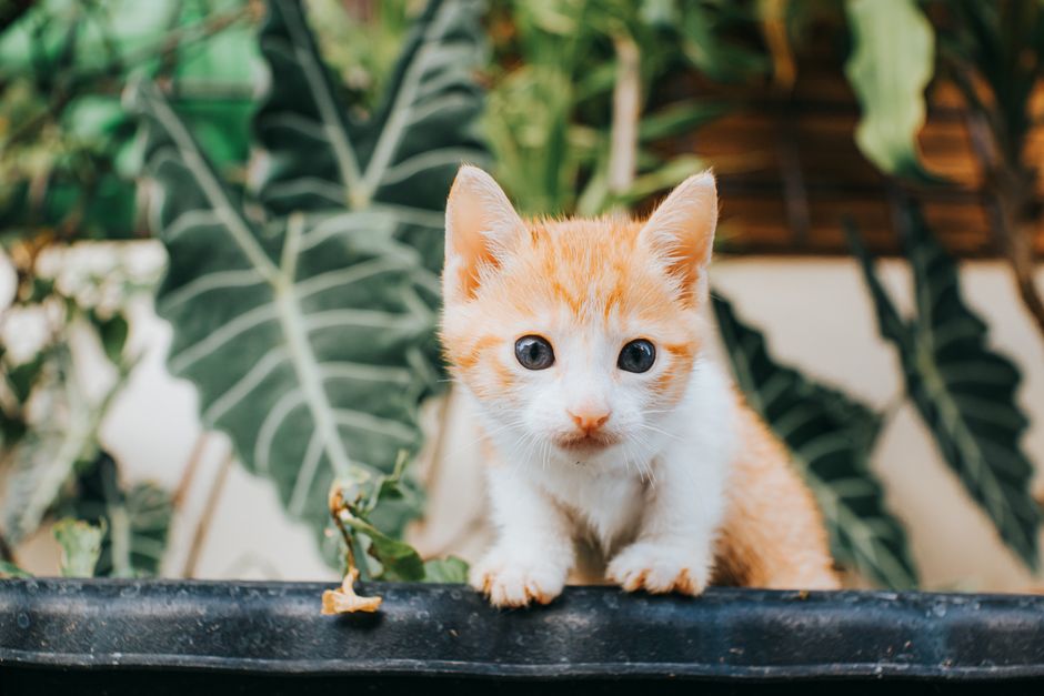 Cute ginger kitten amidst green foliage, perfect for pet enthusiasts.