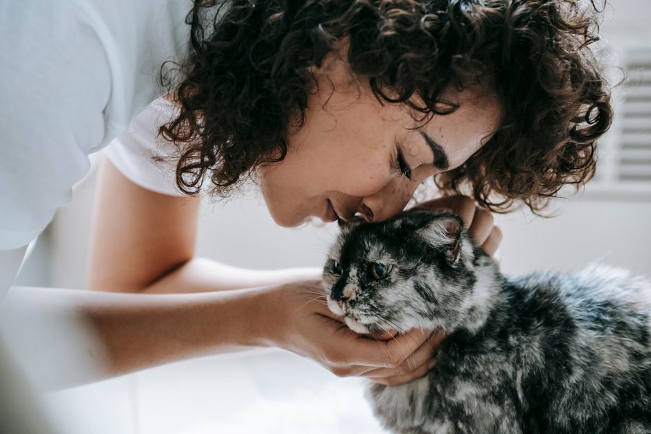 Long-Haired Cat Grooming At Home: How to Groom Long-Haired Cats at Home Without Mats