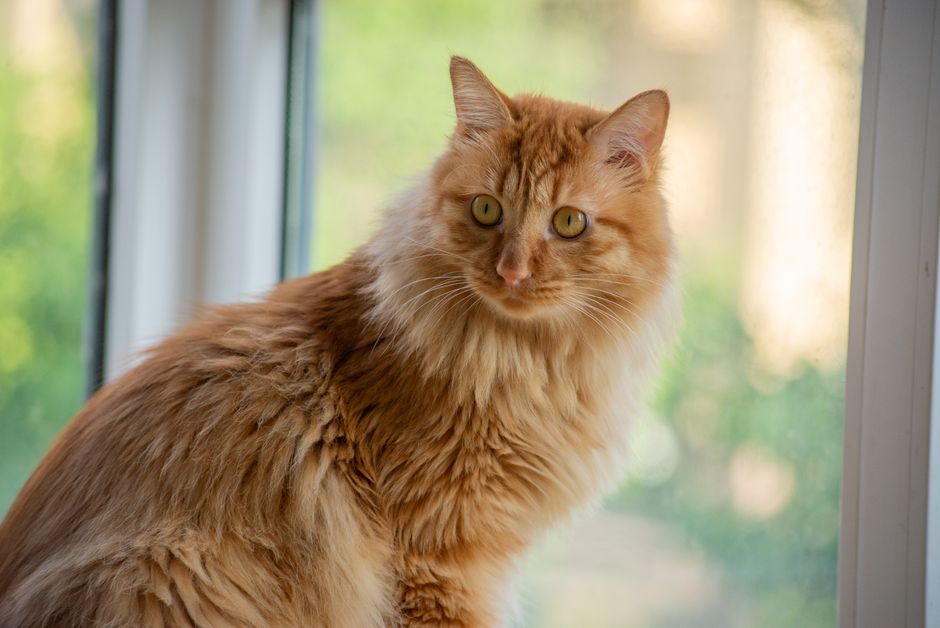 Charming ginger cat with lush fur looking outside a sunlit window.