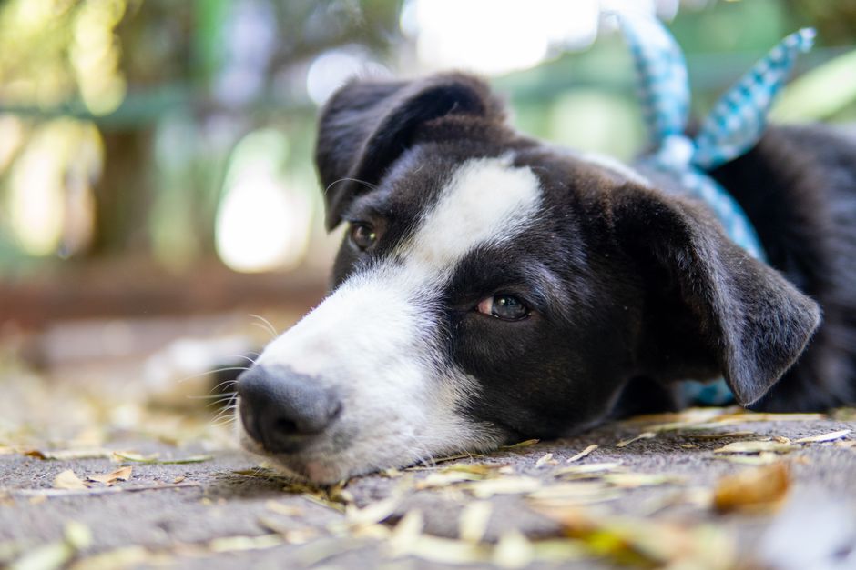 A cute puppy with a blue bow collar resting on a leafy ground in Mexico City.