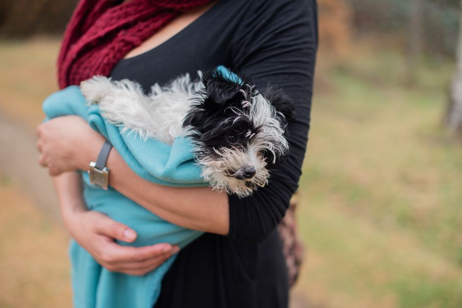 A cute puppy comfortably wrapped in a blue blanket held by an adult woman outdoors.