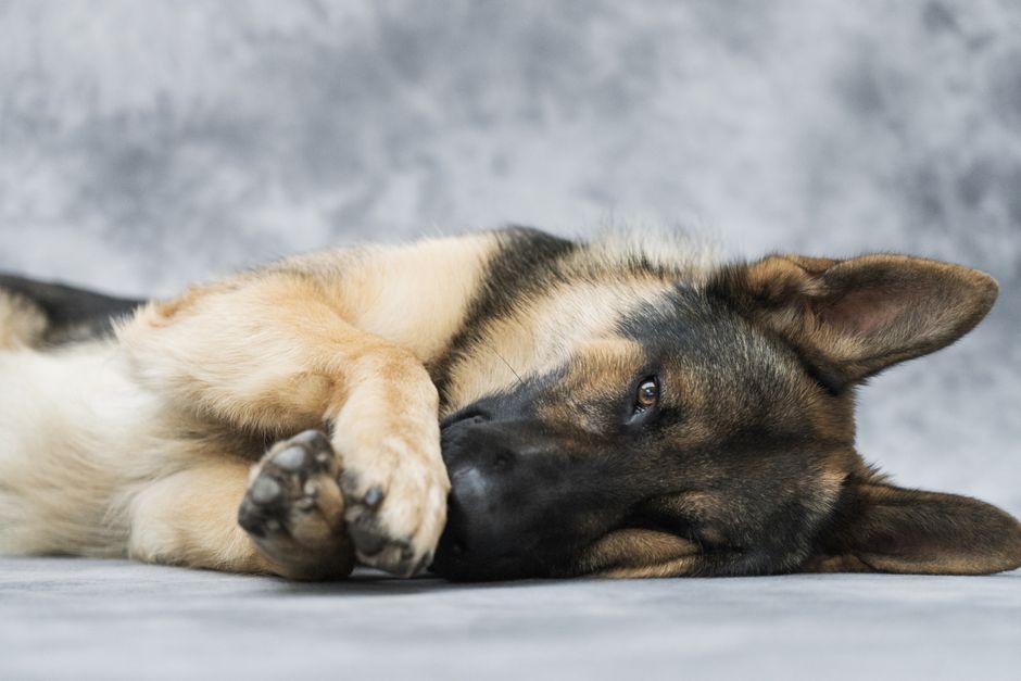 A calm German Shepherd dog laying on a textured gray surface, looking content.