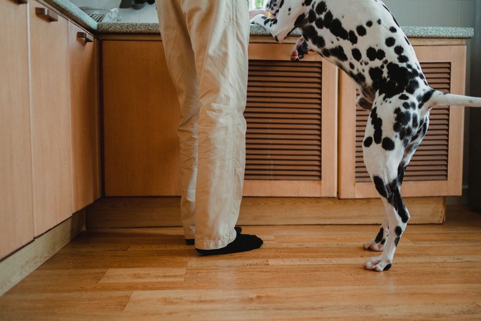 Pet Stain Removers For Carpet: I Tested 5 Pet Stain Removers: Best for Carpet