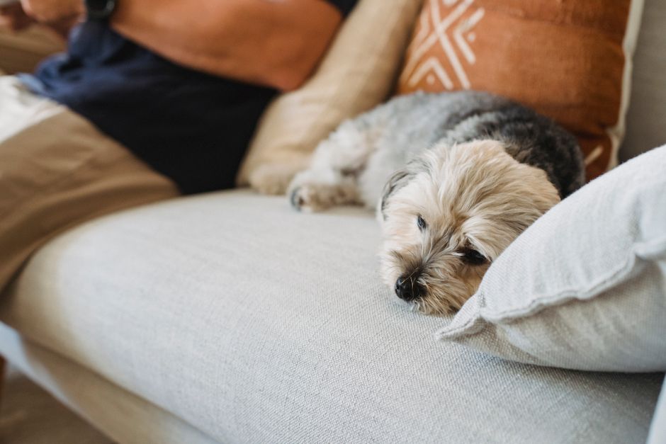 Adorable fluffy Yorkshire Terrier dog resting on comfy couch with owners near pillow in modern apartment