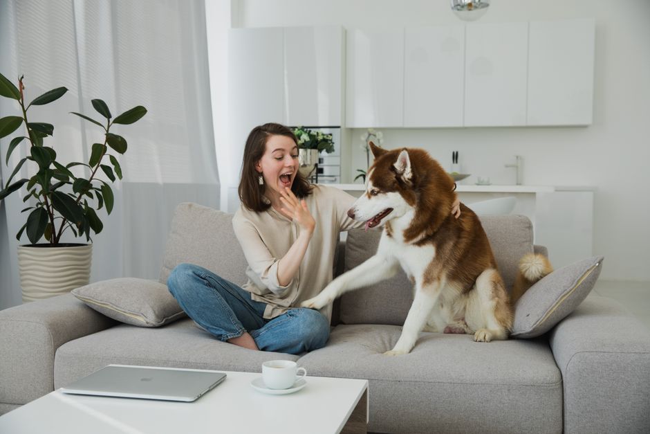 Happy young woman enjoys playful moments with her Siberian Husky on the couch indoors.