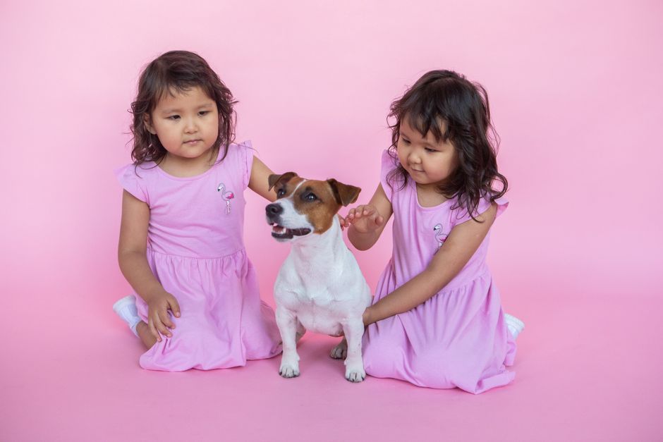 PetiFine Chew Toys vs Retractable Leash: Which Dog Gear Keeps Your Pup Happy?