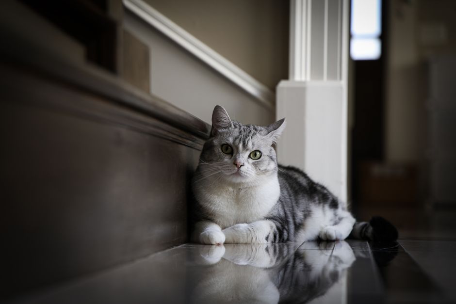 A calm tabby cat with striking eyes resting indoors on a polished floor, exuding a relaxed demeanor.