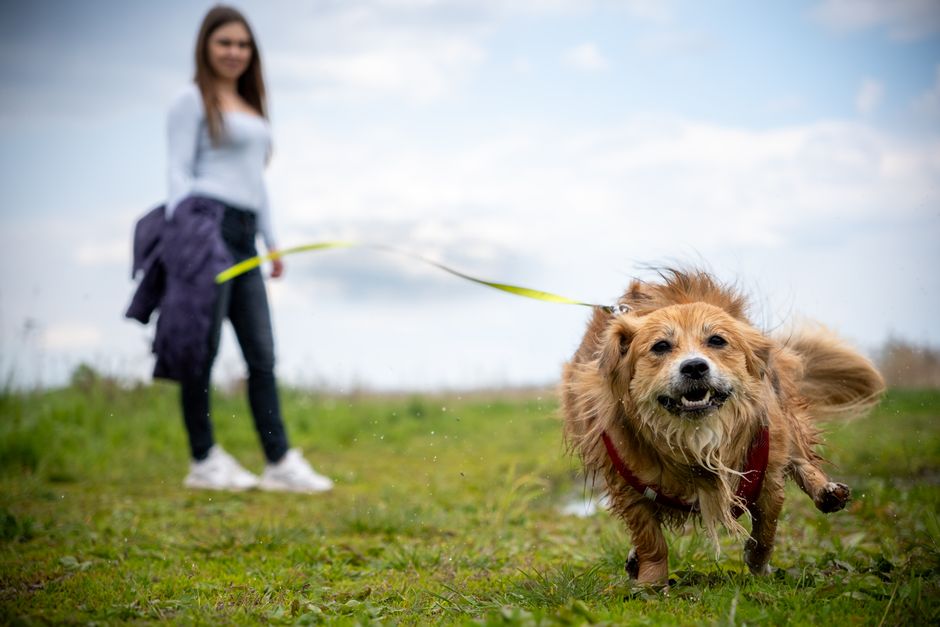 Stop Leash Pulling Large Breed Dogs: Large Breed Dog Leash Pulling: My Step-by-Step Fix That Actually Worked