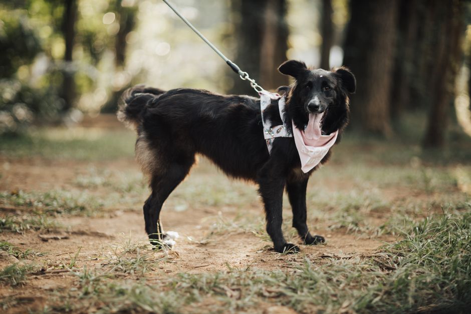 A black Border Collie with a pink bandana stands on a leash outdoors, looking alert.