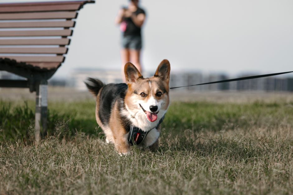 Corgi happily walking on leash in park, showcasing playful and energetic demeanor.