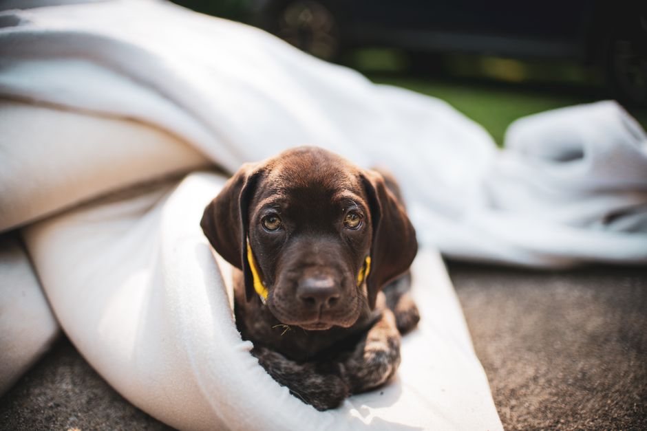 Cute German Shorthaired Pointer puppy wrapped in a blanket outdoors. Perfect pet portrait.