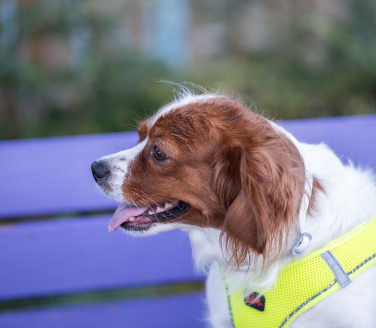Whistle GO Explore GPS Tracker: Honest Results for Escape Artists