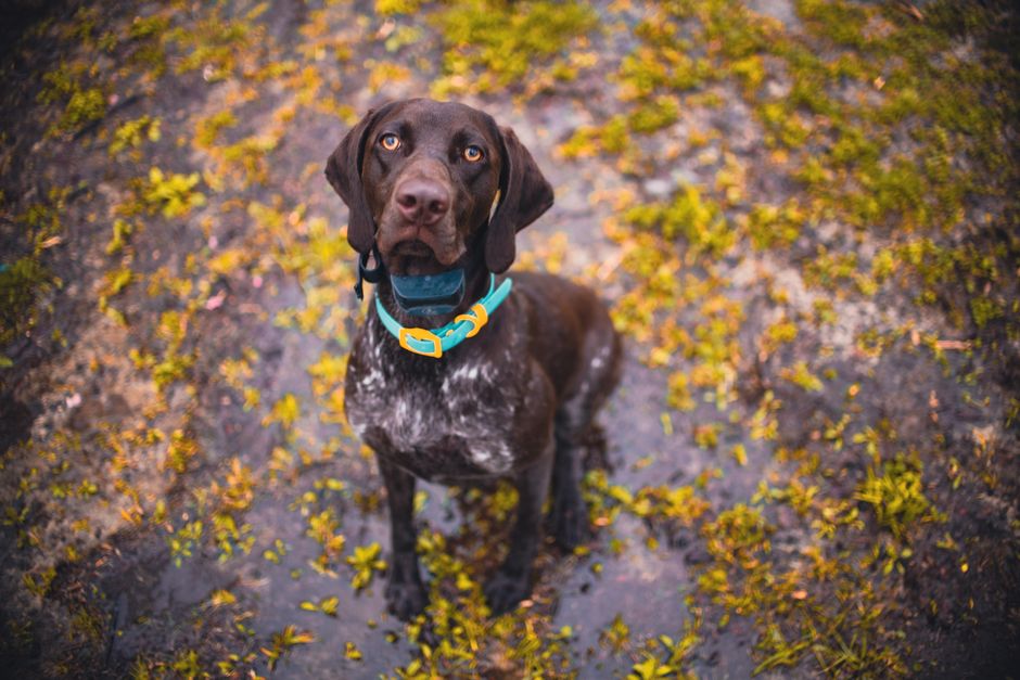 A German shorthaired pointer dog sitting on wet ground after rain, looking up.