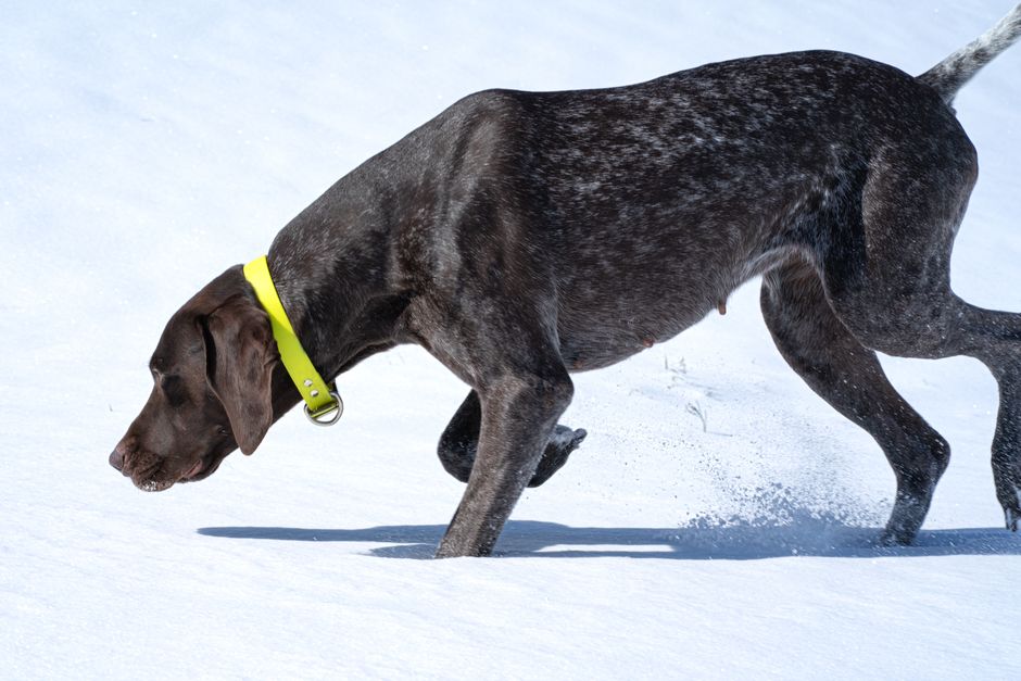 A German Shorthaired Pointer with a yellow collar explores snowy terrain during winter.
