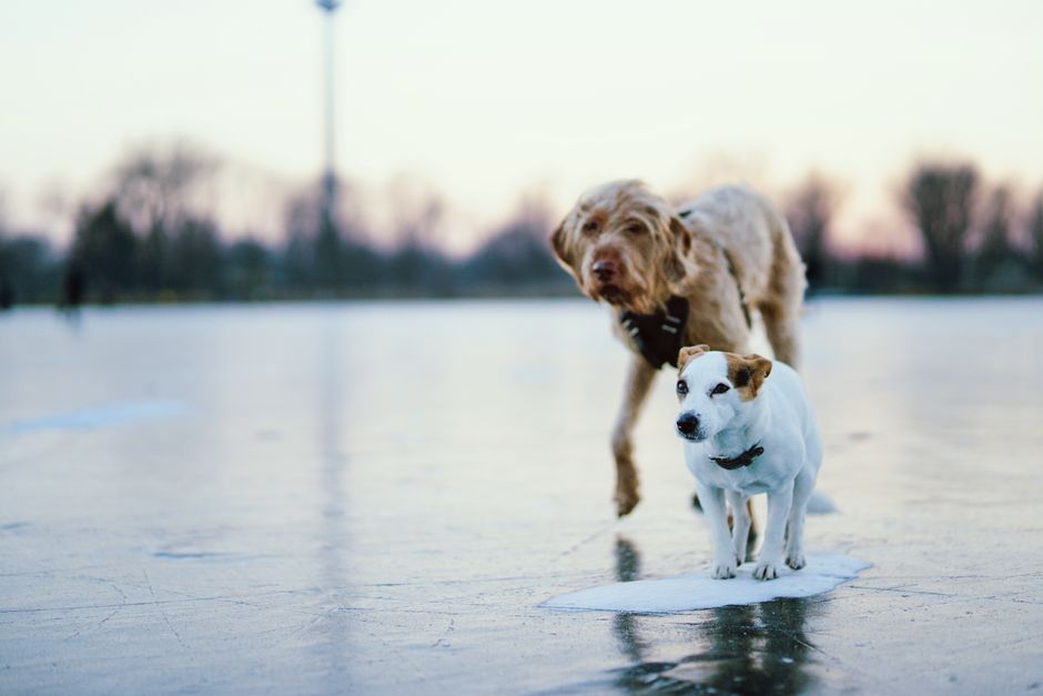 Two dogs enjoy a frosty day on a frozen lake, surrounded by a serene winter landscape.