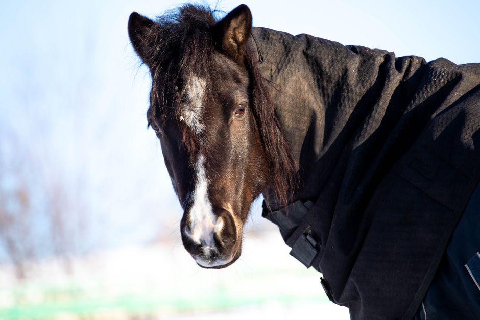 A striking close-up portrait of a horse wearing a winter coat outdoors.